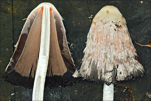 ГРИБ КОПРИНУС. НАВОЗНИК (CORPINUS COMATUS)